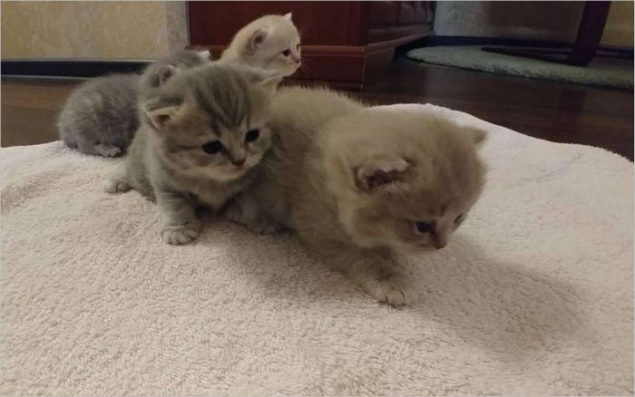 Des chatons sur le tapis