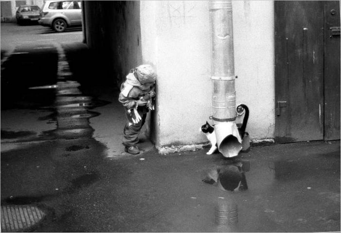 Chats-Souris Appareils photo sans miroir