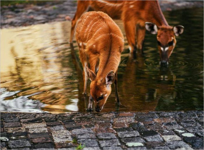 4 Zoo de Berlin Caméras sans miroir