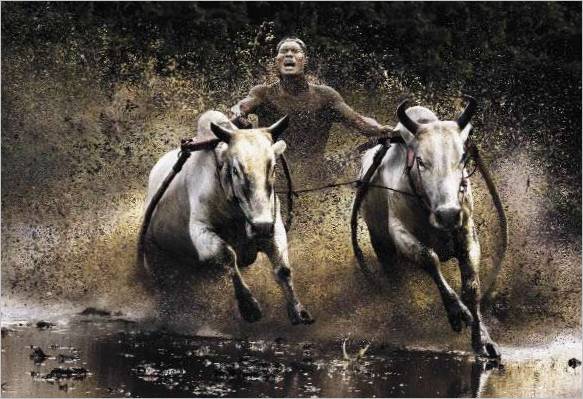 Chan Kwok Hong Hong Kong . Les courses de buffles