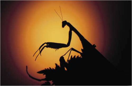 Chef d'orchestre du coucher du soleil