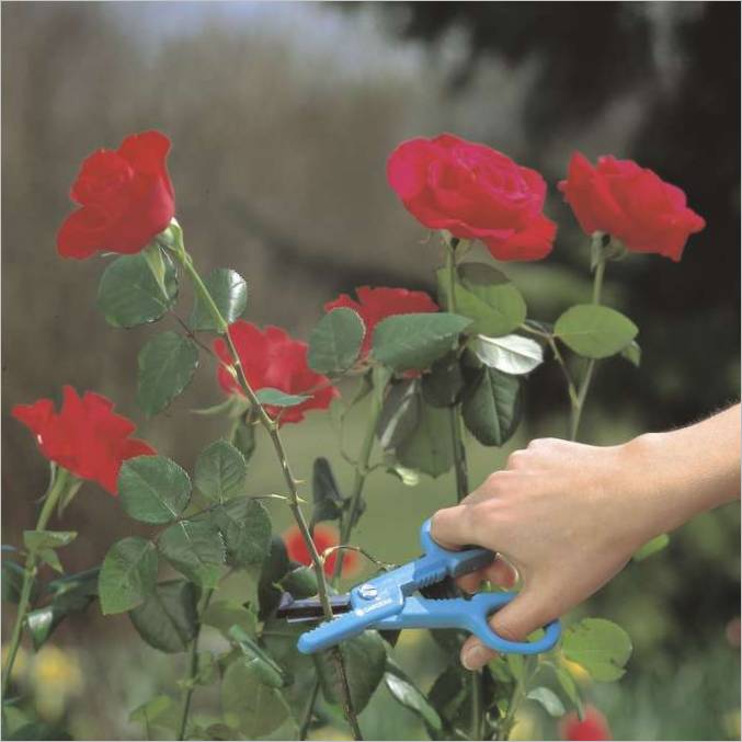 Ciseaux à roses Husqvarna