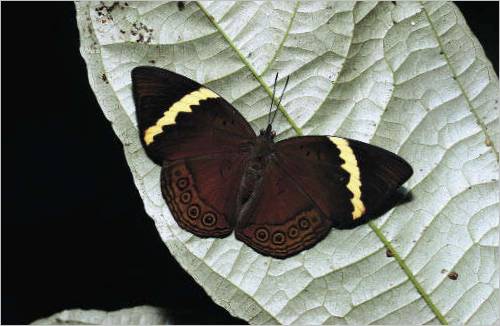 Papillon