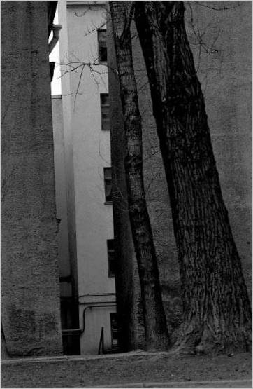 Des arbres. 1992 g