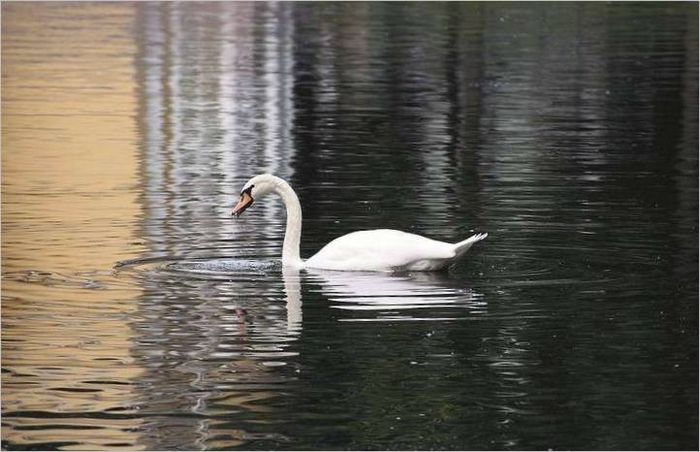 Cygne blanc