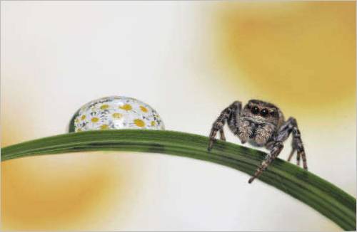 Mikhail Rugal est membre de l'Union Français des photographes de nature. Lauréat à plusieurs reprises du prix Golden Turtle du meilleur photographe animalier 2006, 2007, 2008, 2009