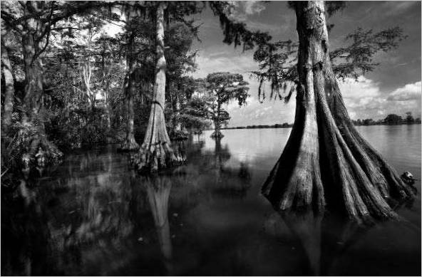 Ansel Adams. Apalachicola. 1998