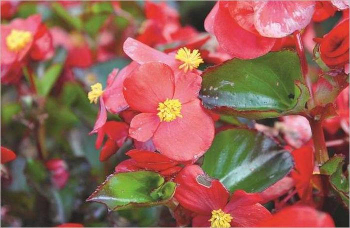 Fleurs