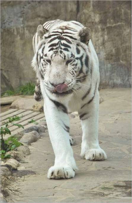 Tigre blanc