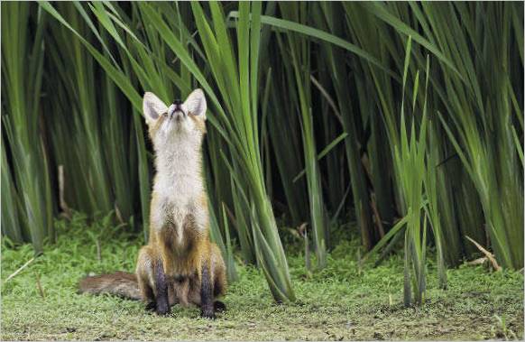 Un rêveur ! La meilleure image de la nature Français. Les animaux . Sergey Belykh