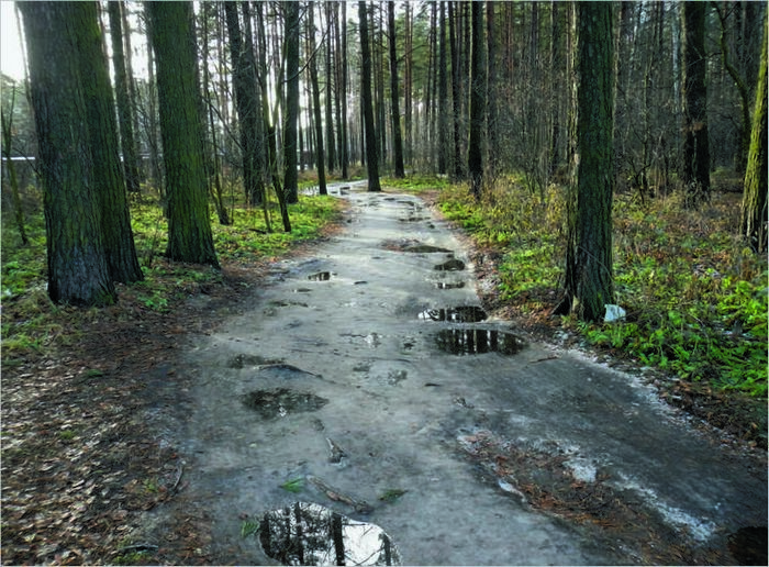 Forêt