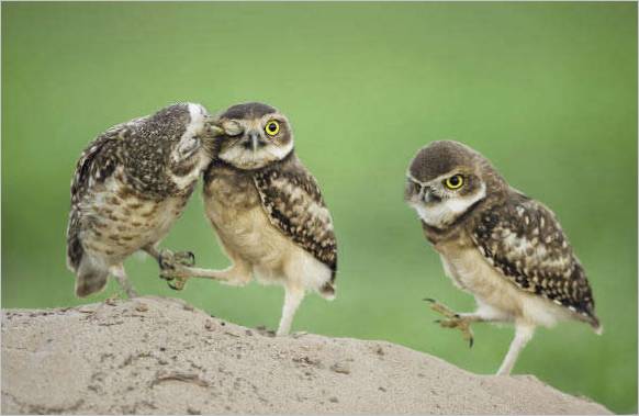 Une famille de hiboux. Bence mate