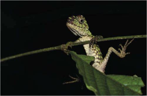 Le dragon de la forêt