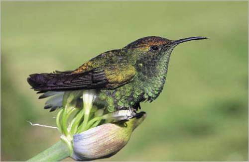 Colibri