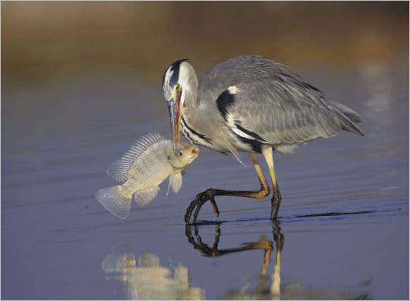 Un héron pêcheur. Vladimir Kogan