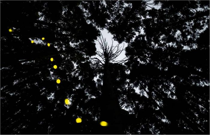 masahiro_hiroike_japonan_2e_place_concours_professionnel_naturel_monde_amp_wildlife_2023_sony_world_photography_awards